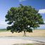 elm